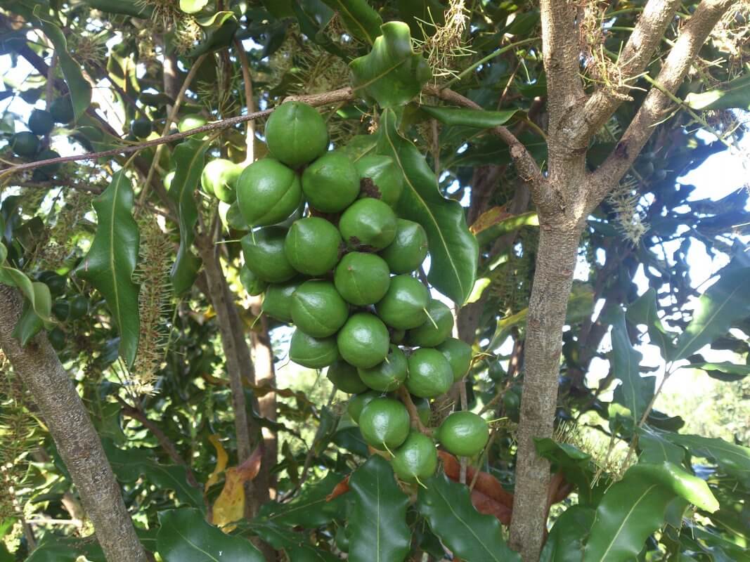 Một trong những giống cây macca được trồng nhiều ở Việt Nam