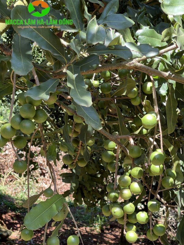 Trái macadamia được trồng tại Lâm Hà – Lâm Đồng – Việt Nam