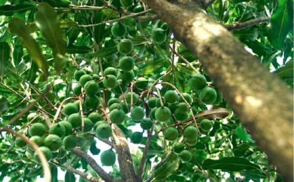 Trồng cây macca như thế nào cho ra năng suất cao?
