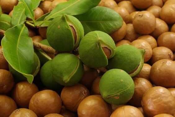 Macadamia nuts go bad: Causes and remedies