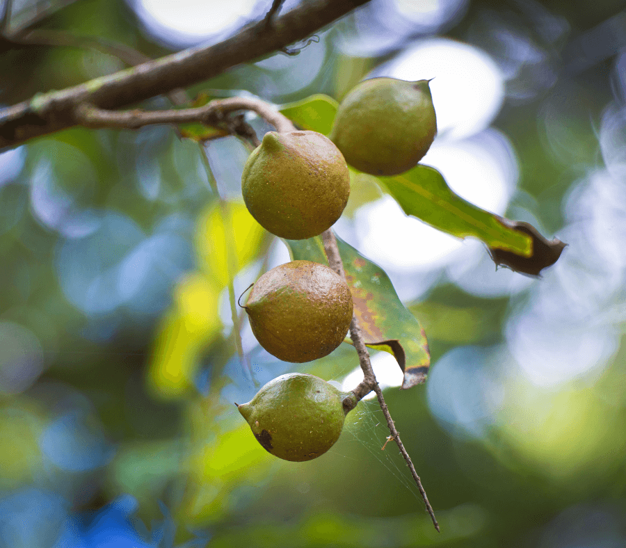 Macadamia cultivar A16