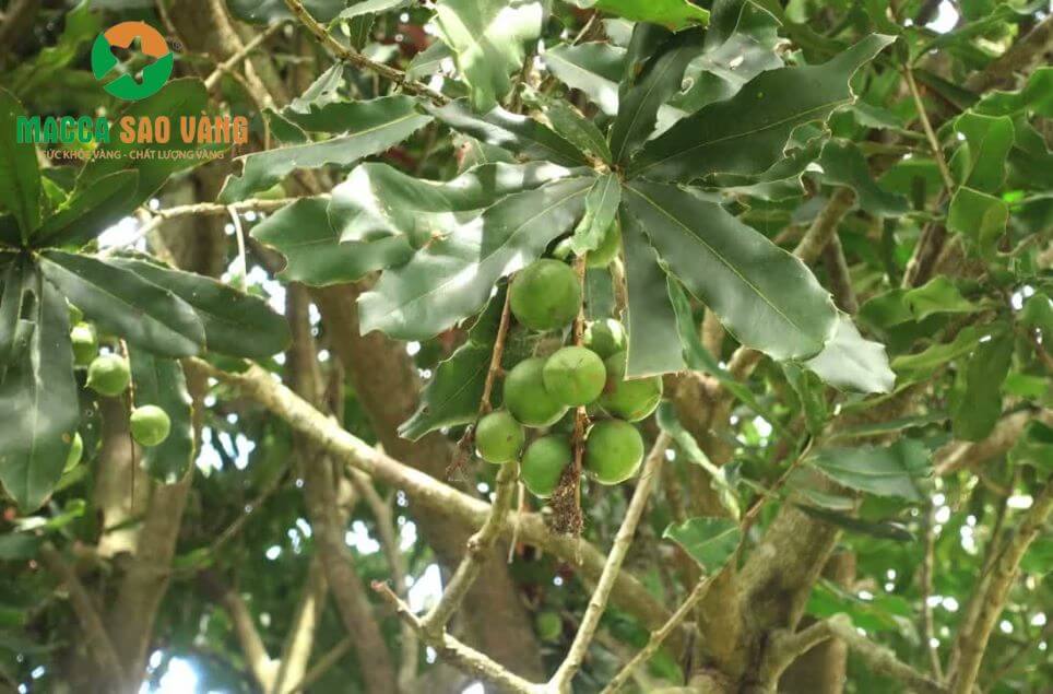 Cây macca (Macadamia) có nguồn gốc từ châu Úc