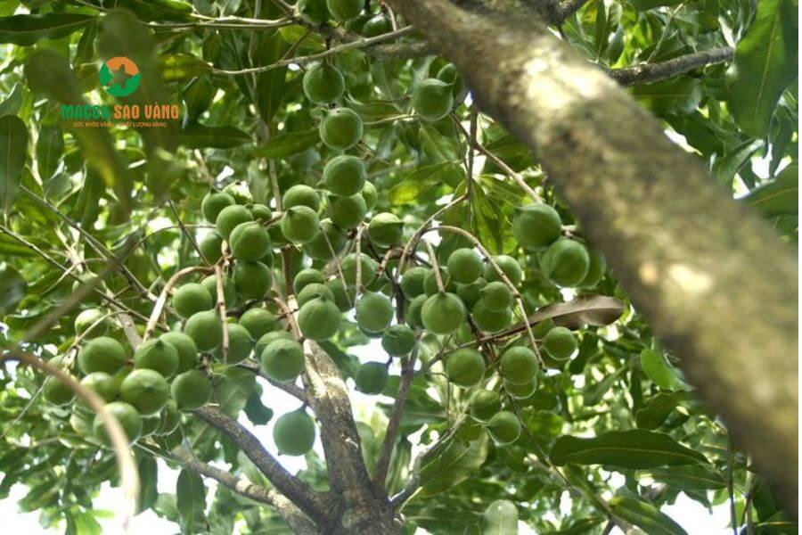 Hình 1. Cây macca sai quả tại vườn ở Đắk Lắk