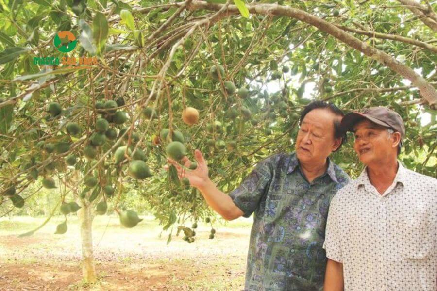 Hình 2. Vườn macca được chăm sóc kỹ lưỡng