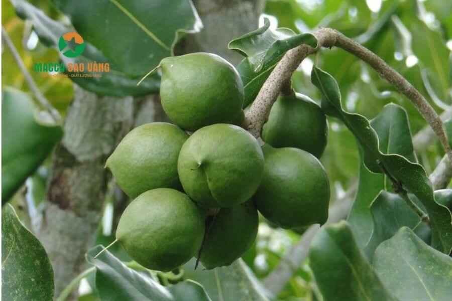 Hình 2. Những hạt macca không ngon khi tưới nước không hợp lý