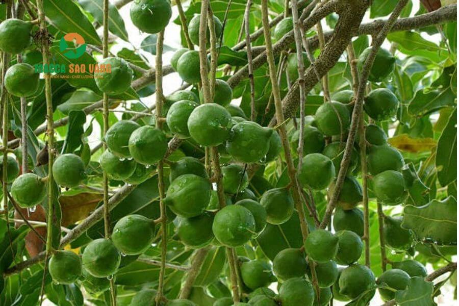 Hướng dẫn cách xử lý mắc ca bị rụng trái non hiệu quả