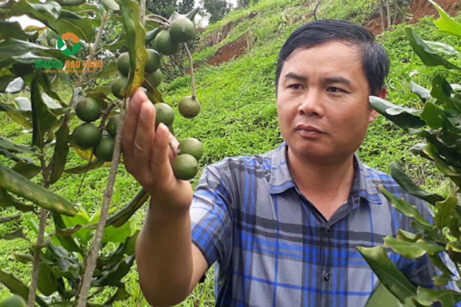 Hình 4: Nông dân thu hoạch macca