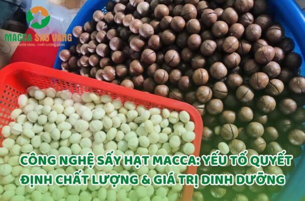 Công nghệ sấy hạt macca là gì?