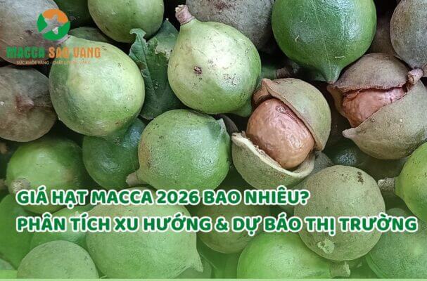 Giá hạt macca 2026 dự kiến bao nhiêu?