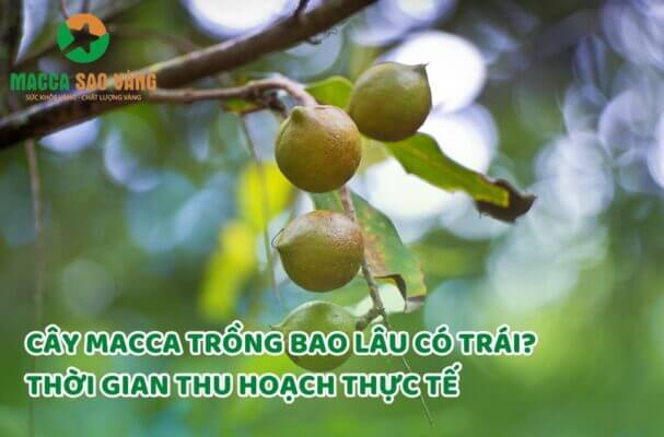 Cây macca trồng bao lâu có trái?