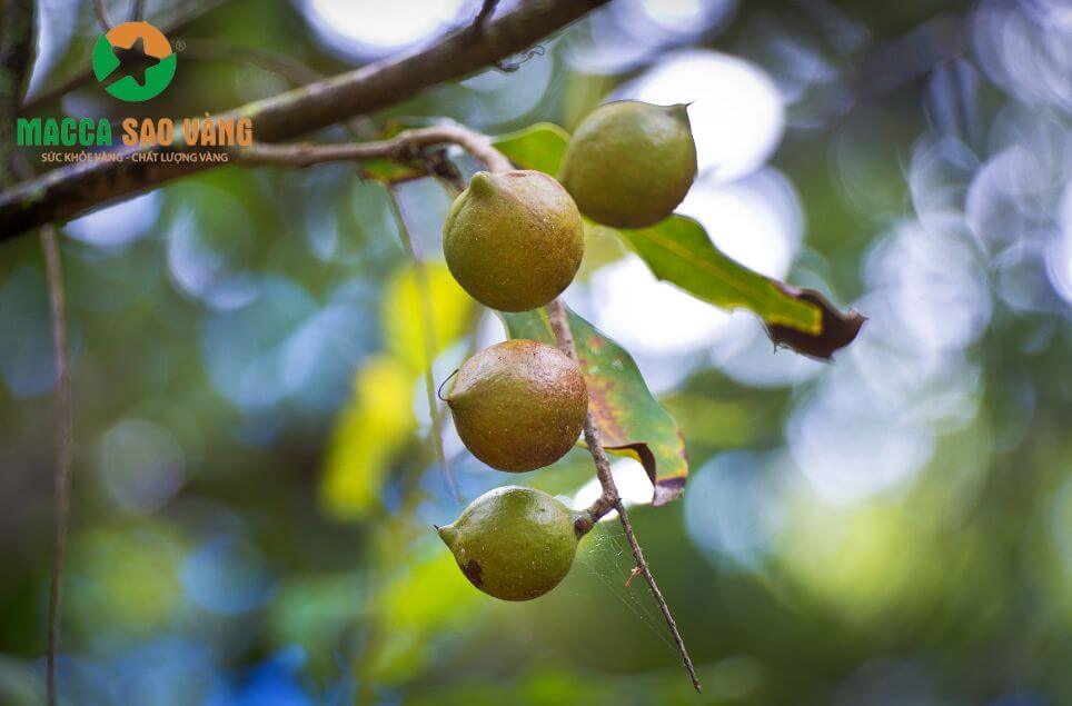 Cây macca trồng bao lâu có trái?