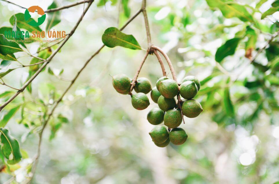 Năng suất cây macca theo từng năm tuổi