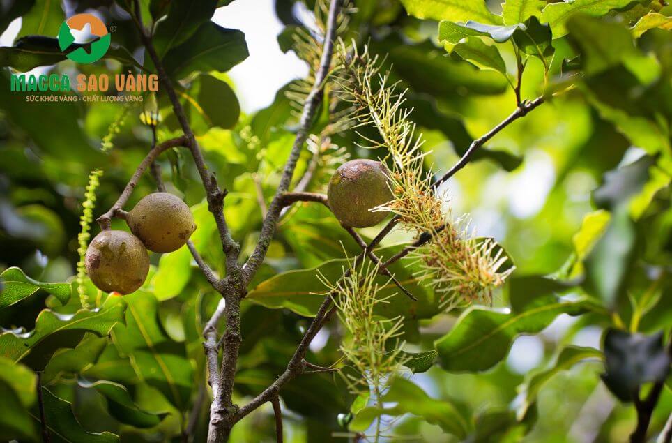 Những yếu tố ảnh hưởng đến thời gian cây macca ra trái